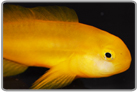 Yellow Clown Goby